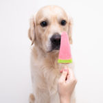 Homemade-Dog-Popsicles.jpg