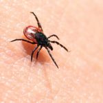 lyme-disease_98883683.jpg