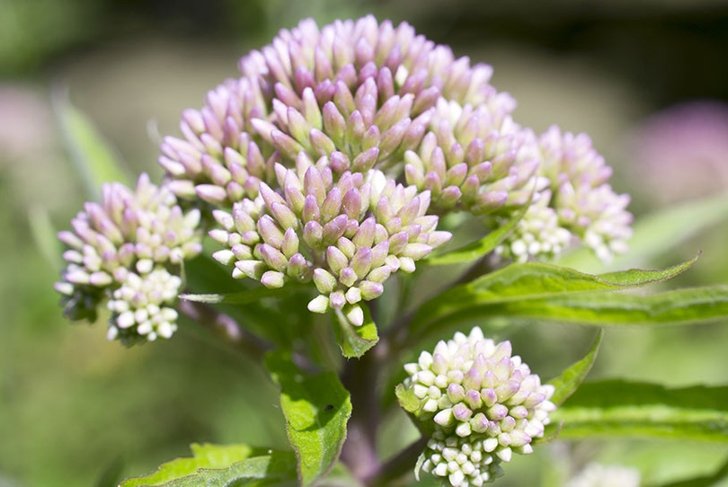 Natural sleep aids: valerian