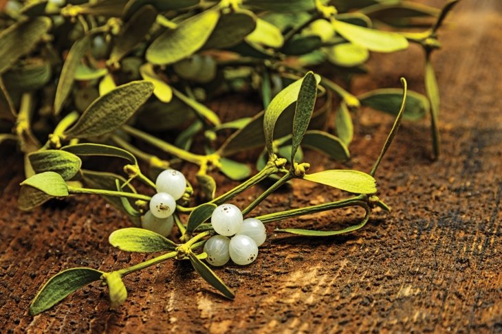 Mistletoe Therapy for Cancer