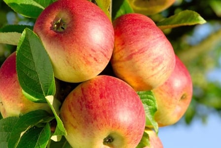 The Canadian Apple Season is Here!
