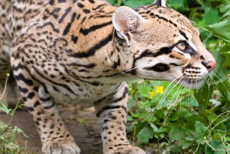 Wildlife Wednesday: Ocelot
