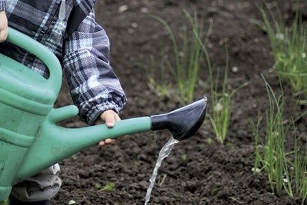 Sharing Backyard Gardens
