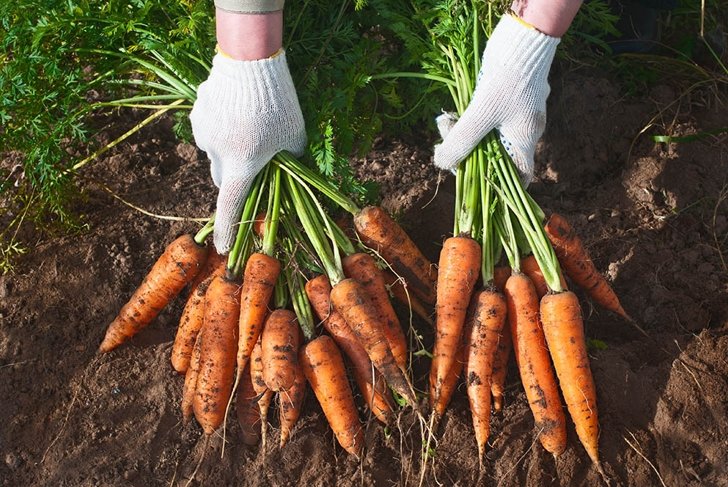 fresh carrots