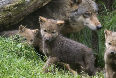 Wildlife Wednesday: Gray Wolf
