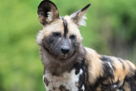 Wildlife Wednesday: African Wild Dog
