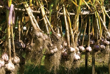 Grow Your Own Garlic
