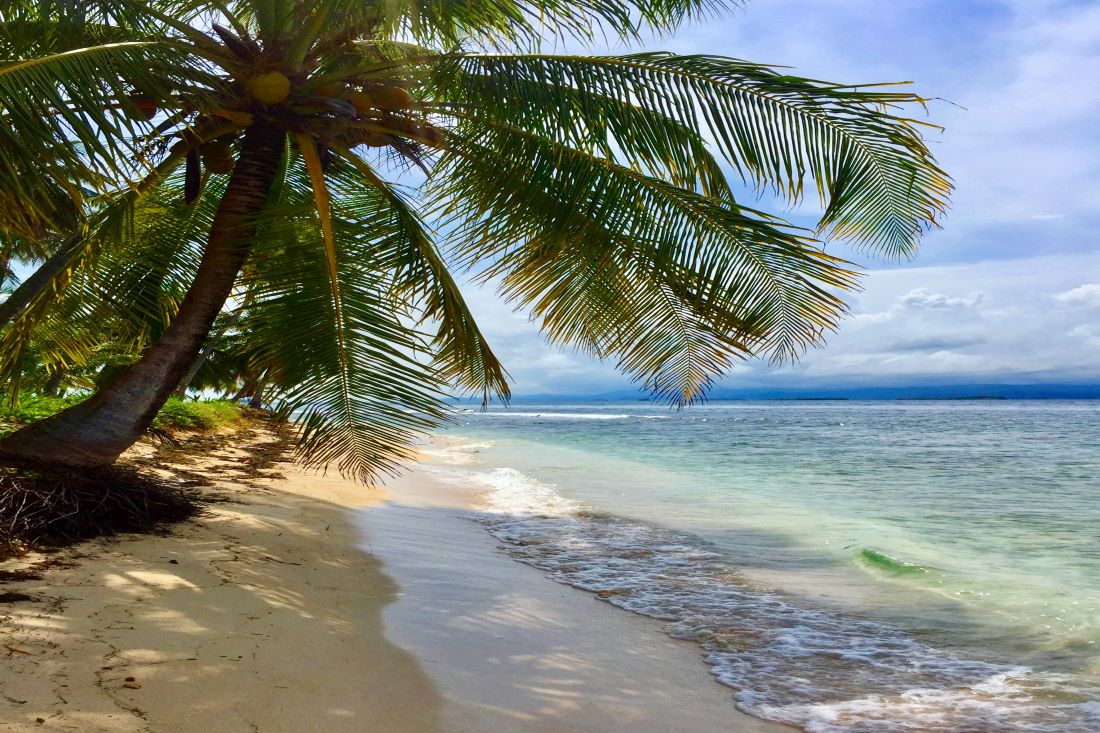 A large palm tree growing at the edge of a tropical sandy beach with a gentle surf | San Blas Islands