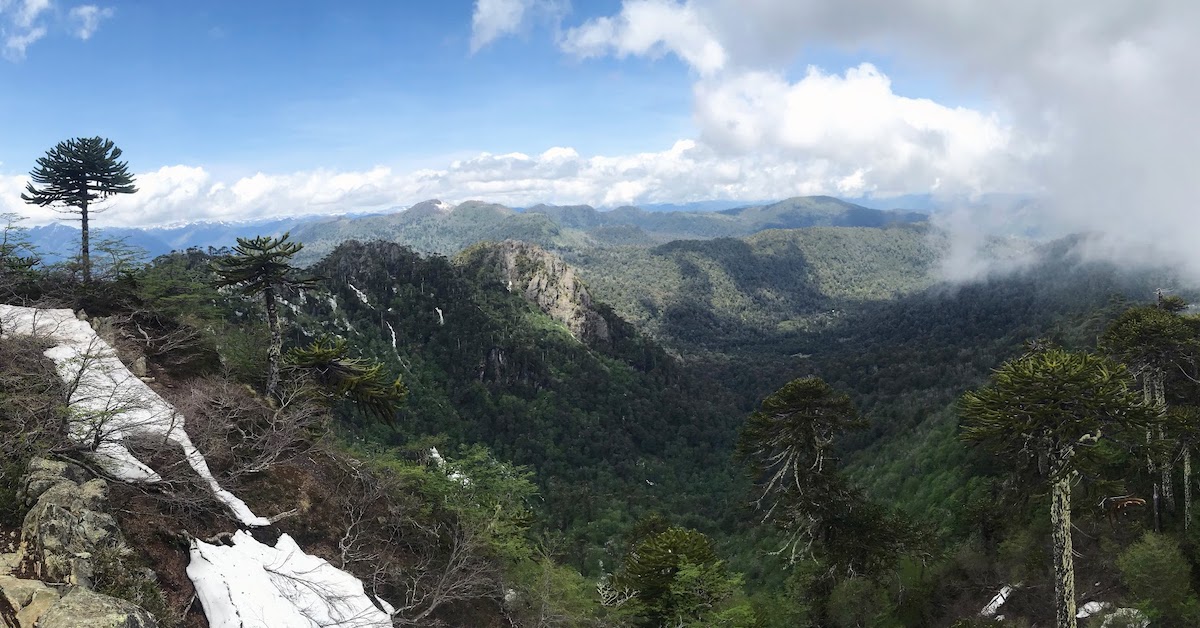 View over the treetops and to the mountains on the horizon from El Cañi in Pucón, Chile